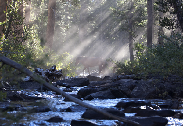 A horse from a nearby pack station's basecamp in the mountains crosses a creek early in the morning near where Mary Breckenridge set up camp.